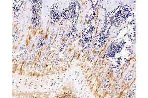 Immunohistochemistry analysis of paraffin-embedded mouse bone using COL2A1 Monoclonal Antibody at dilution of 1:400.