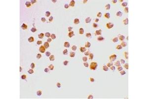 Immunohistochemistry (IHC) image for anti-Caspase 9, Apoptosis-Related Cysteine Peptidase (CASP9) (Middle Region 2) antibody (ABIN1031198) (Caspase 9 anticorps  (Middle Region 2))