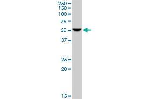 HARS MaxPab polyclonal antibody. (HARS1/Jo-1 anticorps  (AA 1-509))