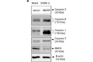 DENV-2 induces cell-damage and apoptosis pathway in HFDPCs. (BMP4 anticorps  (C-Term))
