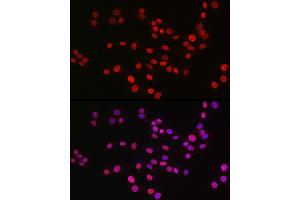 Immunofluorescence analysis of PC-12 cells using MonoMethyl-Histone H3-K9 Rabbit mAb (ABIN7267685) at dilution of 1:100 (40x lens). (Histone 3 anticorps  (H3K9me))