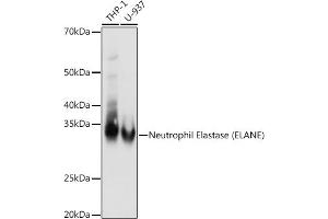 Western blot analysis of extracts of various cell lines, using Neutrophil Elastase (ELANE) antibody (ABIN7266912) at 1:1000 dilution. (ELANE anticorps)