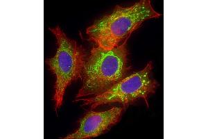 Immunofluorescent analysis of 4 % paraformaldehyde-fixed, 0.