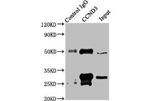 Immunoprecipitating CCND3 in Jurkat whole cell lysate Lane 1: Rabbit control IgG instead of ABIN7153394 in Jurkat whole cell lysate.