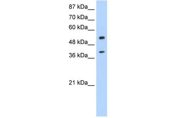 NOBOX anticorps  (N-Term)