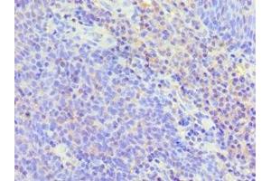 Immunohistochemistry of paraffin-embedded human tonsil tissue using ABIN7173805 at dilution of 1:100 (BAFF anticorps  (AA 76-285))