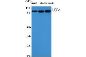 Western Blot (WB) analysis of specific cells using UBF-1 Polyclonal Antibody. (UBTF anticorps  (Internal Region))