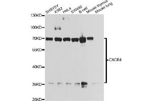 Western blot analysis of extracts of various cell lines, using CXCR4 antibody. (CXCR4 anticorps)