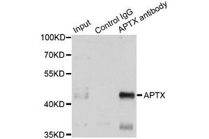Immunoprecipitation analysis of 150ug extracts of A549 cells using 3ug APTX antibody. (Aprataxin anticorps)