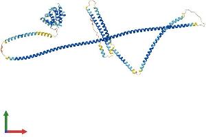 AlphaFold protein structure predicition of Human Recombinant HOOK2 Protein, UniprotID Q96ED9