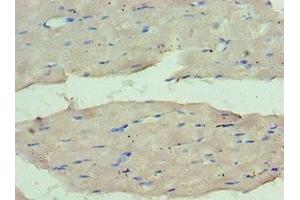 anti-WD Repeat Domain 77 (WDR77) (AA 1-260) antibody