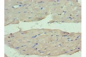 Immunohistochemistry of paraffin-embedded human skeletal muscle tissue using ABIN7159661 at dilution of 1:100 (WDR77 anticorps  (AA 1-260))