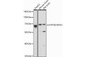 Western blot analysis of extracts of various cell lines, using HSP70/HSP antibody  at 1:1000 dilution.