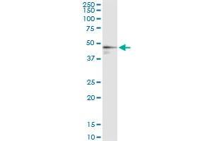 Immunoprecipitation of FDPS transfected lysate using anti-FDPS MaxPab rabbit polyclonal antibody and Protein A Magnetic Bead , and immunoblotted with FDPS purified MaxPab mouse polyclonal antibody (B01P) .