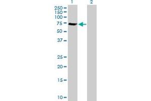 Western Blot analysis of GGA1 expression in transfected 293T cell line by GGA1 MaxPab polyclonal antibody.