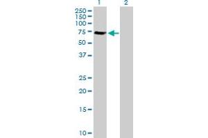 Western Blot analysis of GGA1 expression in transfected 293T cell line by GGA1 MaxPab polyclonal antibody. (GGA1 anticorps  (AA 1-552))
