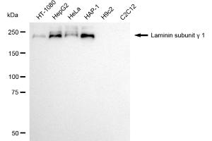 Western blotting analysis using laminin subunit gamma 1 antibody (ABIN7799235). (Recombinant Laminin gamma 1 anticorps)