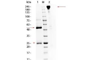 SDS PAGE of Swine IgG Whole Molecule.