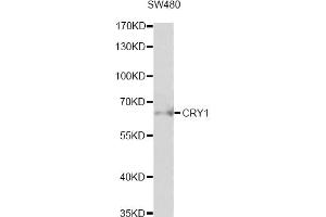 Western blot analysis of extracts of SW480 cells, using CRY1 antibody (ABIN6291957) at 1:1000 dilution. (CRY1 anticorps)
