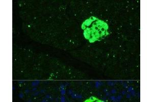 Immunofluorescence analysis of Mouse pancreas using SFRP5 Polyclonal Antibody at dilution of 1:100 (40x lens).