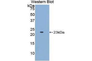 Western Blotting (WB) image for anti-Apolipoprotein E (APOE) (AA 19-181) antibody (ABIN1077824) (APOE anticorps  (AA 19-181))
