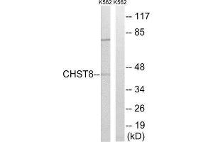 Western Blotting (WB) image for anti-Carbohydrate (N-Acetylgalactosamine 4-0) Sulfotransferase 8 (CHST8) (C-Term) antibody (ABIN1850999) (CHST8 anticorps  (C-Term))