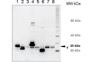 Western Blotting (WB) image for anti-Chlorophyll a-b binding protein (lhcb1) antibody (ABIN93510) (Lhcb1 anticorps)