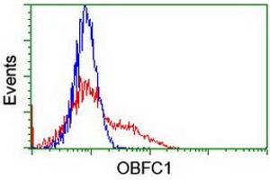 HEK293T cells transfected with either RC200778 overexpress plasmid (Red) or empty vector control plasmid (Blue) were immunostained by anti-OBFC1 antibody (ABIN2454844), and then analyzed by flow cytometry. (OBFC1 anticorps)