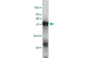 Western Blot detection against Immunogen (50. (RNF114 anticorps  (AA 1-228))