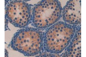 Detection of KLb in Mouse Testis Tissue using Polyclonal Antibody to Klotho Beta (KLb)