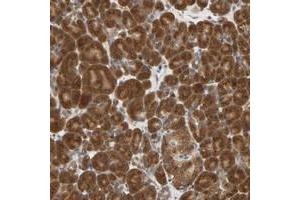 Immunohistochemical staining of human pancreas with SEC23B polyclonal antibody  shows strong cytoplasmic positivity in exocrine glandular cells and moderate staining in Islet cells. (Sec23 Homolog B anticorps)