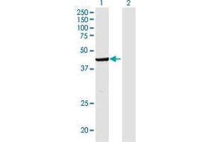 Western Blot analysis of IDO1 expression in transfected 293T cell line by IDO1 monoclonal antibody (M05), clone 4D2.