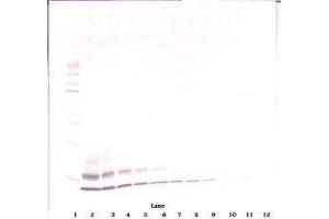 Image no. 1 for anti-Chemokine (C-C Motif) Ligand 4 (CCL4) antibody (ABIN465809) (CCL4 anticorps)