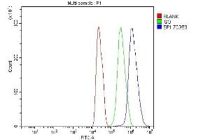 Flow Cytometry analysis of C6 cells using anti-splicing factor 1 antibody (ABIN7600194). (Splicing Factor 1 anticorps  (AA 160-266))