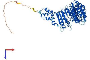 AlphaFold protein structure predicition of Mouse Recombinant Fbxl3 Protein, UniprotID Q8C4V4