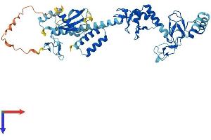 AlphaFold protein structure predicition of Human Recombinant RBCK1 Protein, UniprotID Q9BYM8