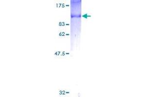 Image no. 1 for SH2 Domain Containing 3C (SH2D3C) (AA 1-703) protein (GST tag) (ABIN1319874)