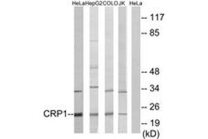 Western blot analysis of extracts from HeLa/HepG2/COLO/Jurkat cells, using CRP1 Antibody.