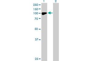Western Blot analysis of CHML expression in transfected 293T cell line by CHML MaxPab polyclonal antibody.