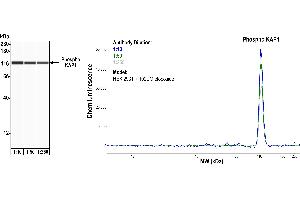Western Blotting (WB) image for anti-Tripartite Motif Containing 28 (TRIM28) (pSer824) antibody (ABIN7454038) (Recombinant KAP1 anticorps  (pSer824))