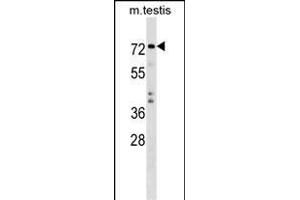TRIM41 Antibody (C-term) (ABIN1537476 and ABIN2849008) western blot analysis in mouse testis tissue lysates (35 μg/lane). (TRIM41 anticorps  (C-Term))
