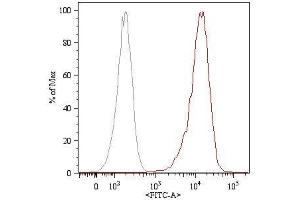 Surface staining (flow cytometry) of HUVEC (human umbilical vein endothelial cells) with anti-human CD105 (MEM-226) FITC.