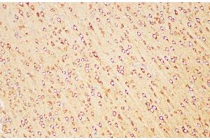 Immunohistochemistry of paraffin-embedded Rat brain using FOLH1 Polycloanl Antibody at dilution of 1:200 (PSMA anticorps)