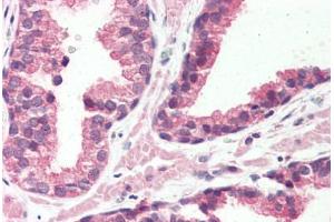 Anti-GPR126 antibody  ABIN1048708 IHC staining of human prostate.