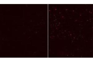 Immunofluorescent staining of HEK cells reacted with ATG12 monoclonal antibody  at 1:10-1:50 dilution. (ATG12 anticorps)