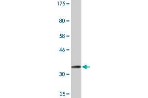 Western Blot detection against Immunogen (35. (CKMT1B anticorps  (AA 327-417))