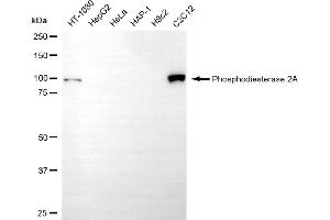 Western blotting analysis using phosphodiesterase 2A antibody (ABIN7799798).