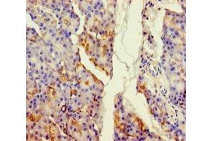 Immunohistochemistry of paraffin-embedded human pancreatic tissue using ABIN7159826 at dilution of 1:100 (ALDH1L2 anticorps  (AA 263-562))