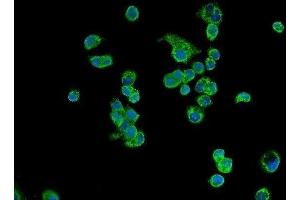 IF analysis of ATP5H using anti-ATP5H antibody (ABIN3043795).
