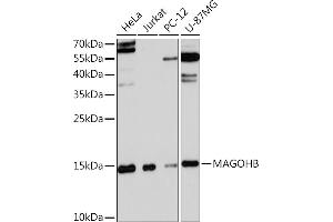 Western blot analysis of extracts of various cell lines, using MAGOHB Rabbit pAb (ABIN7268363) at 1:3000 dilution. (Mago Nashi Homolog 2 anticorps  (AA 1-148))